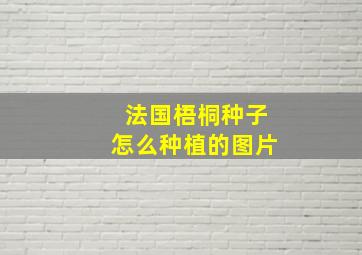 法国梧桐种子怎么种植的图片