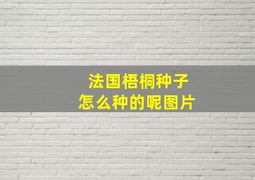 法国梧桐种子怎么种的呢图片