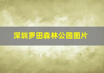 深圳罗田森林公园图片