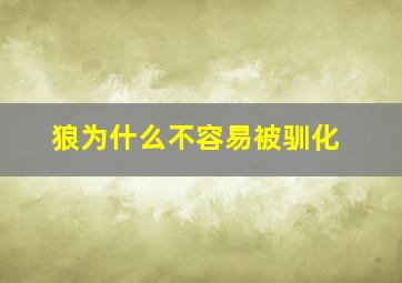 狼为什么不容易被驯化