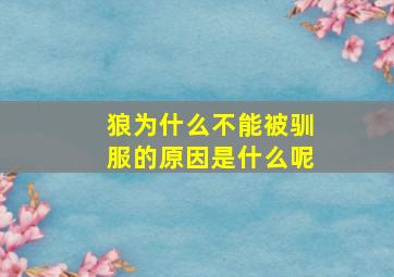 狼为什么不能被驯服的原因是什么呢