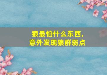 狼最怕什么东西,意外发现狼群弱点