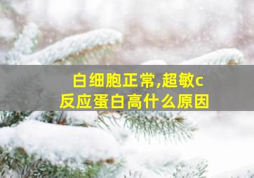 白细胞正常,超敏c反应蛋白高什么原因