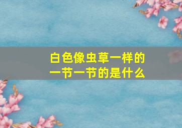 白色像虫草一样的一节一节的是什么