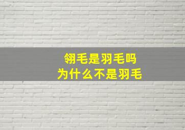 翎毛是羽毛吗为什么不是羽毛