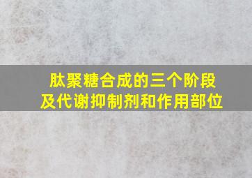 肽聚糖合成的三个阶段及代谢抑制剂和作用部位