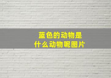 蓝色的动物是什么动物呢图片