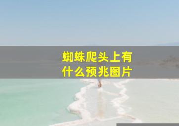 蜘蛛爬头上有什么预兆图片