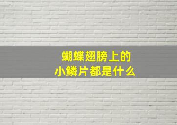 蝴蝶翅膀上的小鳞片都是什么