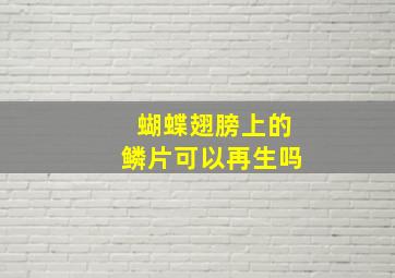 蝴蝶翅膀上的鳞片可以再生吗