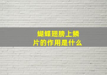 蝴蝶翅膀上鳞片的作用是什么