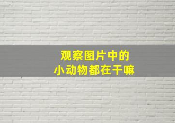 观察图片中的小动物都在干嘛