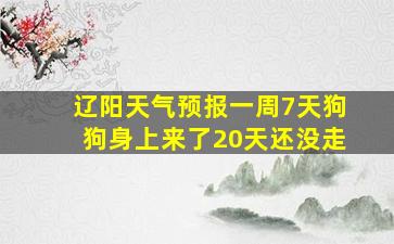 辽阳天气预报一周7天狗狗身上来了20天还没走