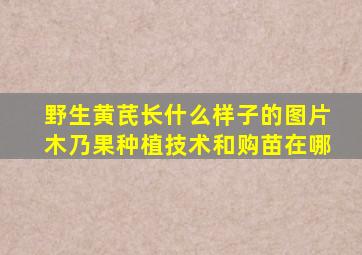 野生黄芪长什么样子的图片木乃果种植技术和购苗在哪