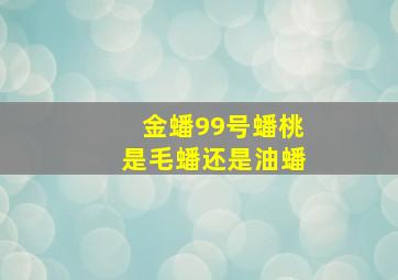 金蟠99号蟠桃是毛蟠还是油蟠