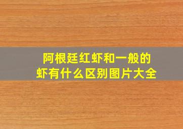 阿根廷红虾和一般的虾有什么区别图片大全