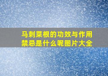 马刺菜根的功效与作用禁忌是什么呢图片大全