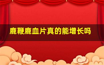 鹿鞭鹿血片真的能增长吗