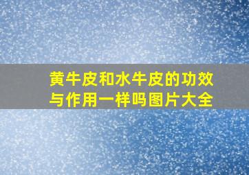 黄牛皮和水牛皮的功效与作用一样吗图片大全