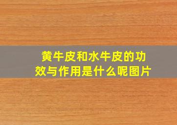 黄牛皮和水牛皮的功效与作用是什么呢图片