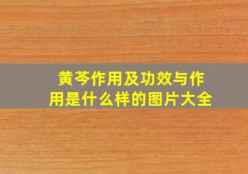 黄芩作用及功效与作用是什么样的图片大全