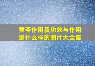 黄芩作用及功效与作用是什么样的图片大全集