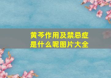 黄芩作用及禁忌症是什么呢图片大全