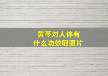 黄芩对人体有什么功效呢图片