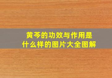 黄芩的功效与作用是什么样的图片大全图解