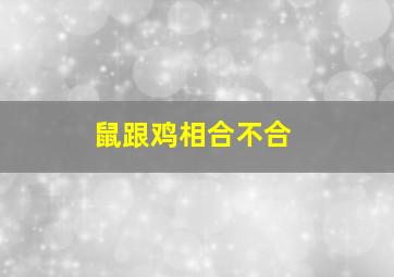 鼠跟鸡相合不合